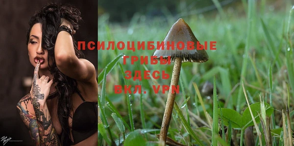 стафф Новозыбков
